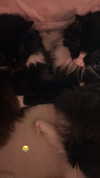 sydney_melman Altpins Profile Picture