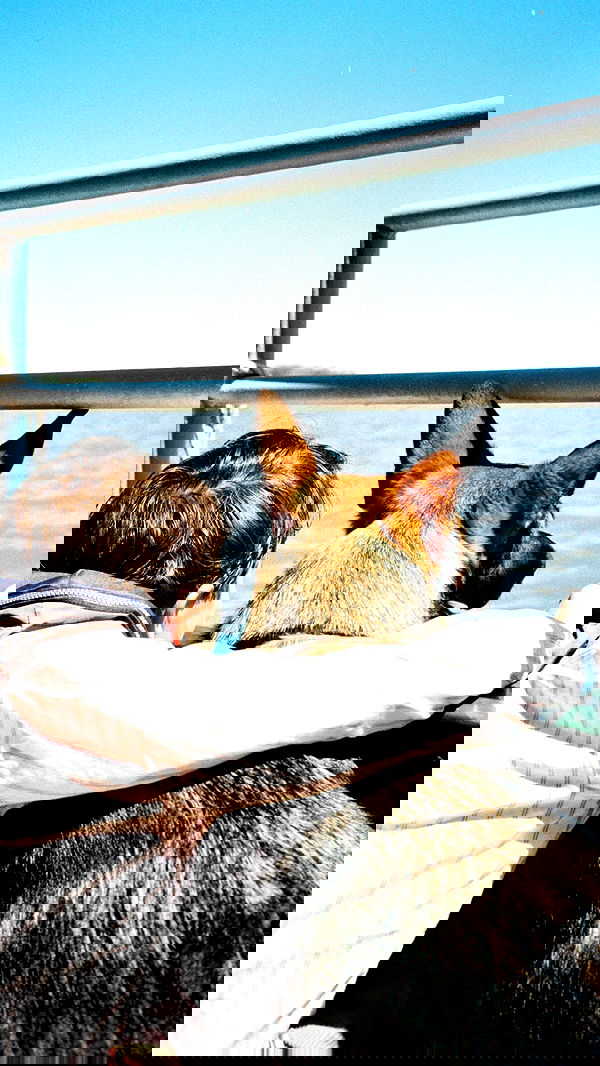 sydney_sweeney image ~ Altpins