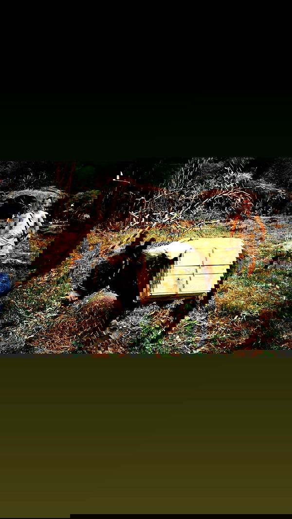 sydney_sweeney image ~ Altpins