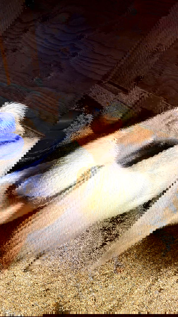 symonery image ~ Altpins