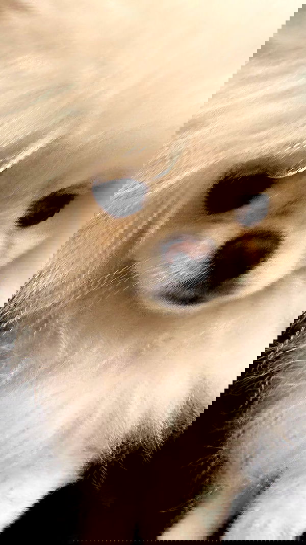 symonery image ~ Altpins