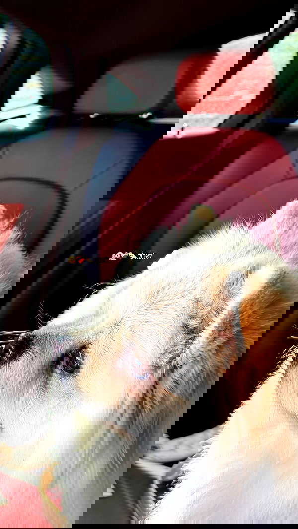 tair_alon tair_alon archive image