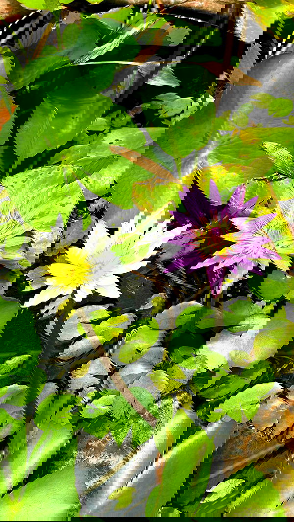 talweisswasser image ~ Altpins