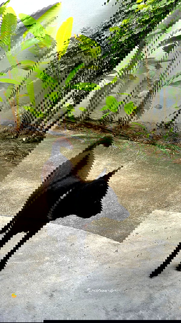 talweisswasser image ~ Altpins