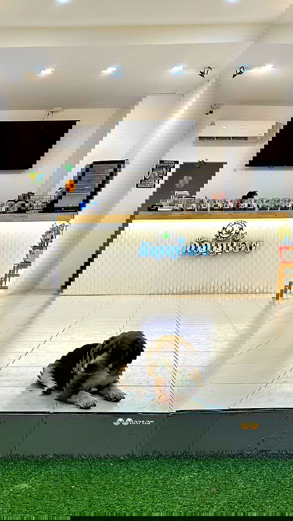 talweisswasser image ~ Altpins