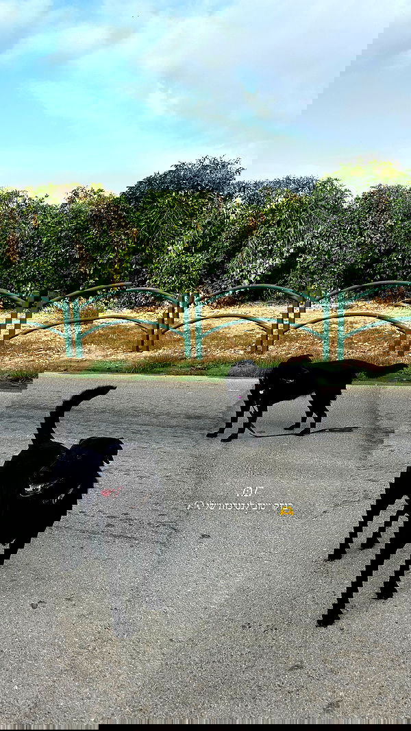 talweisswasser image ~ Altpins