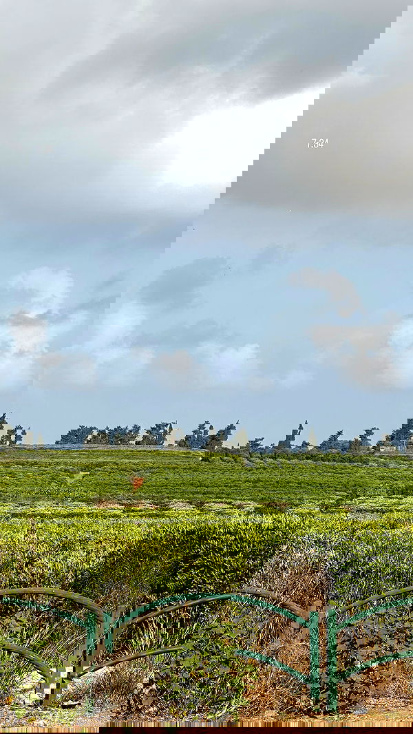 talweisswasser image ~ Altpins