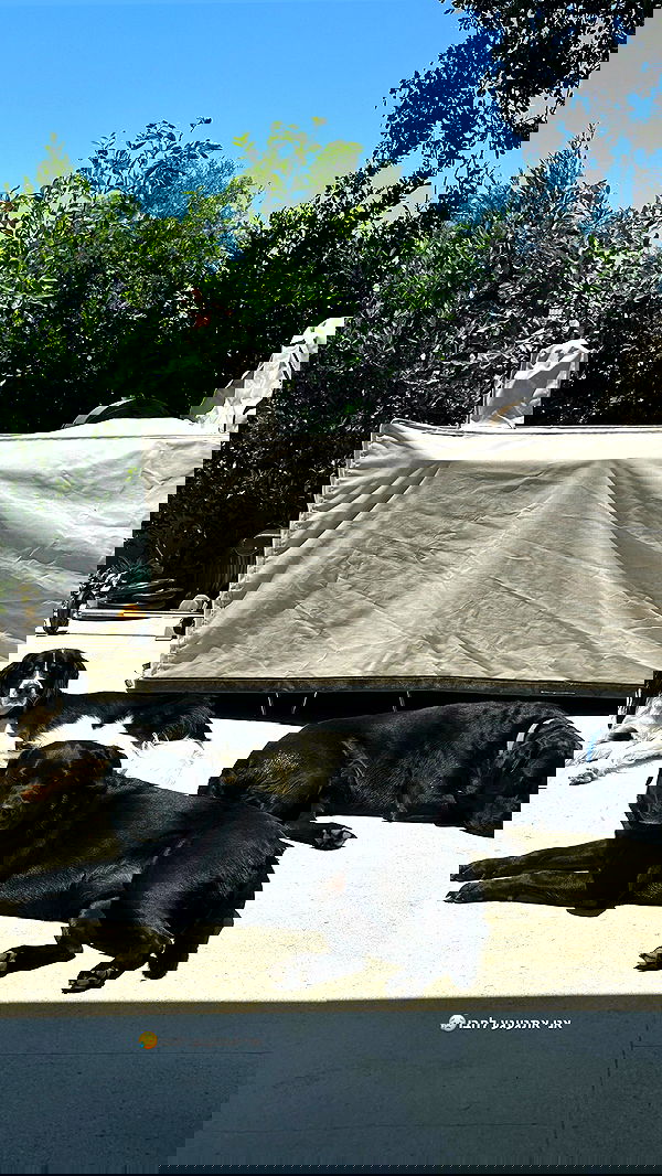 talweisswasser image ~ Altpins