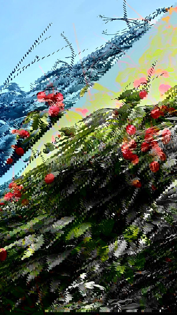 talweisswasser image ~ Altpins