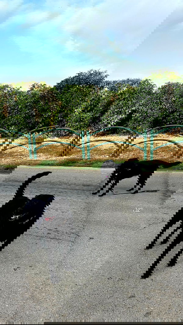 talweisswasser image ~ Altpins