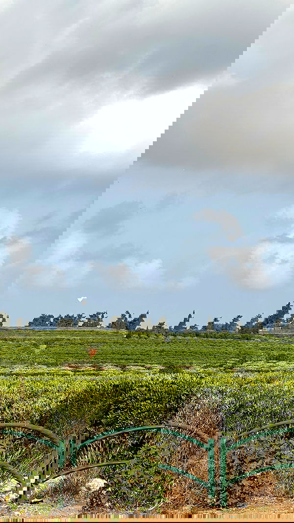 talweisswasser image ~ Altpins