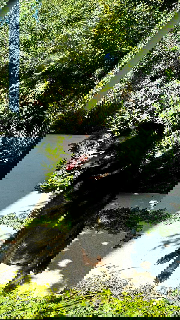 talweisswasser image ~ Altpins