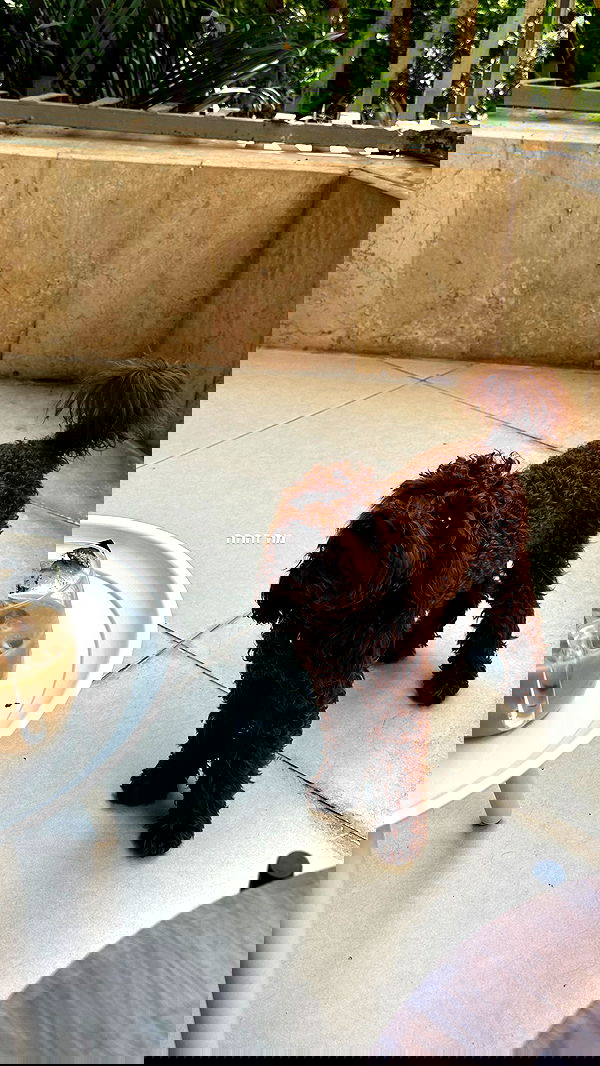 talweisswasser image ~ Altpins