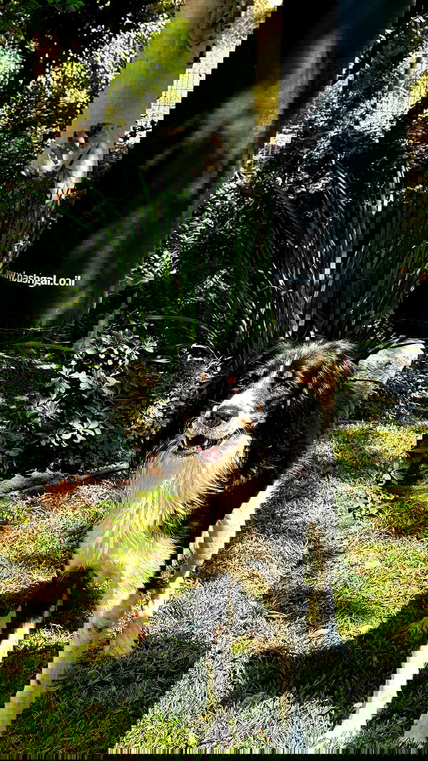 talweisswasser image ~ Altpins