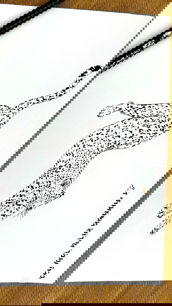 talya__edri talya__edri archive image