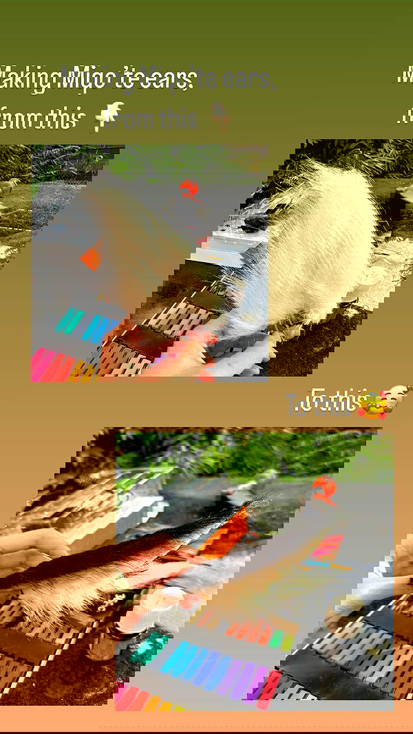 tanukiicos tanukiicos archive image