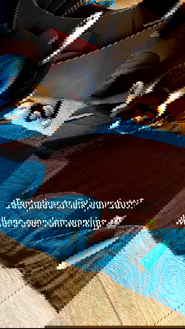 tanukiicos tanukiicos archive image