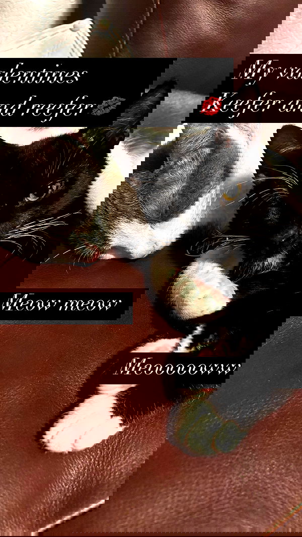 tatum.ricee tatum.ricee archive image