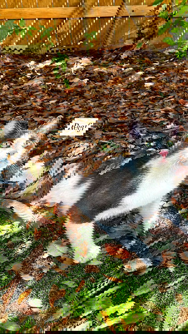 tatum.ricee tatum.ricee archive image