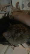 teakitten_ Altpins Profile Picture