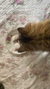 teakitten_ Altpins Profile Picture