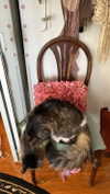 teakitten_ Altpins Profile Picture