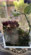 teakitten_ Altpins Profile Picture