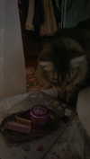 teakitten_ Altpins Profile Picture