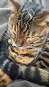 thelauren111 Altpins Profile Picture