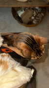 thelauren111 Altpins Profile Picture