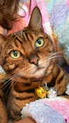 thelauren111 Altpins Profile Picture