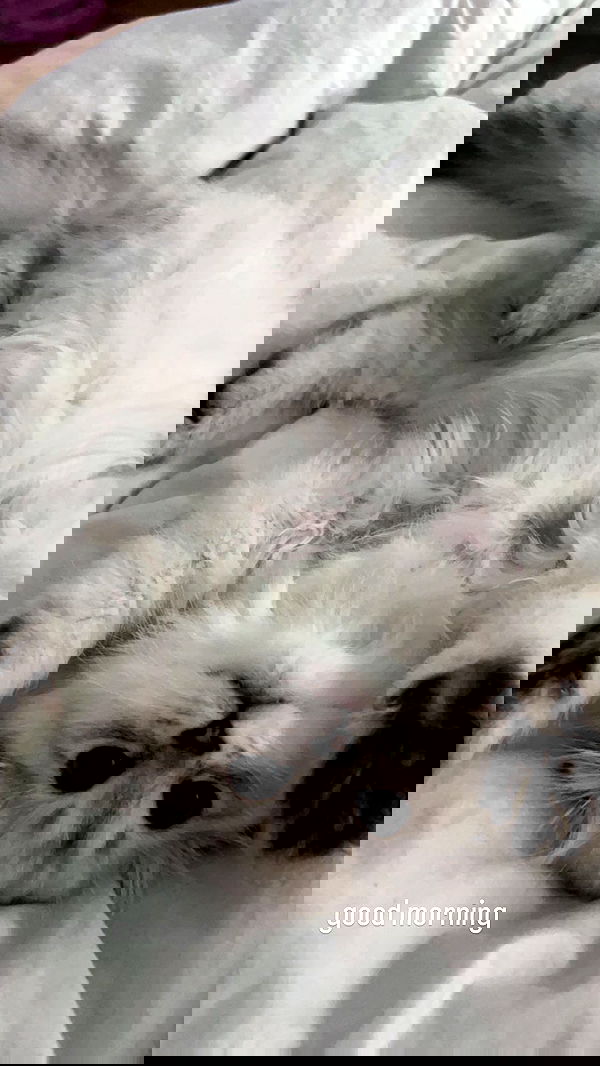 tiffanobi tiffanobi archive image