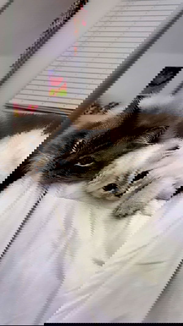 tiffanobi tiffanobi archive image