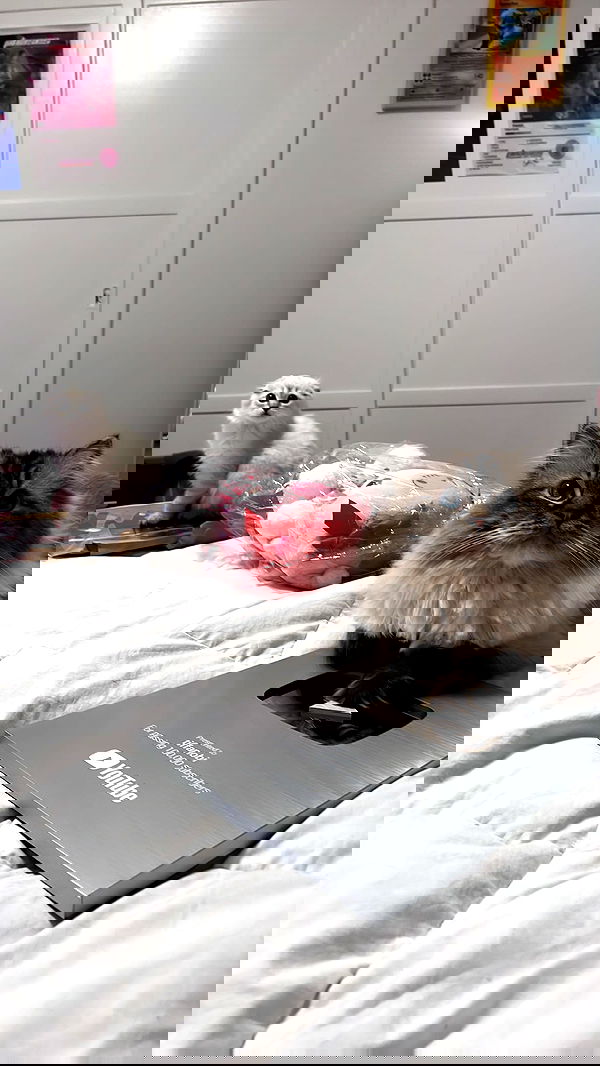 tiffanobi tiffanobi archive image