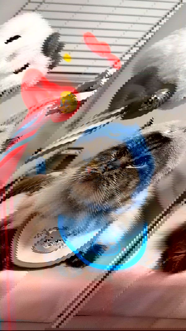 tiffanobi tiffanobi archive image