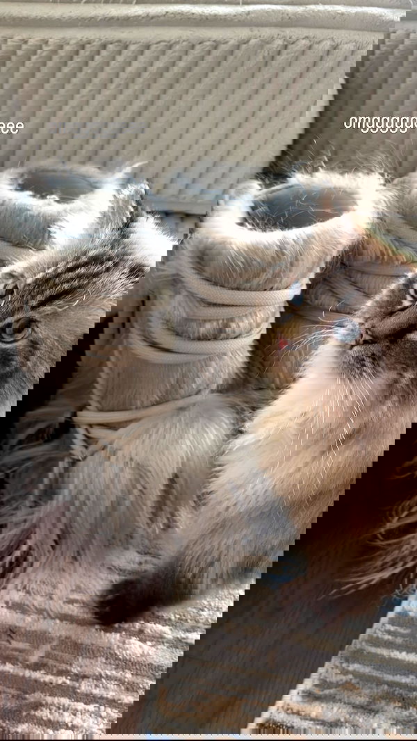 tiffanobi tiffanobi archive image