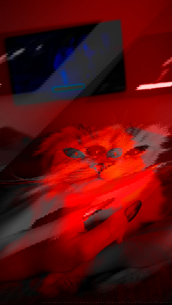 tiffanobi tiffanobi archive image