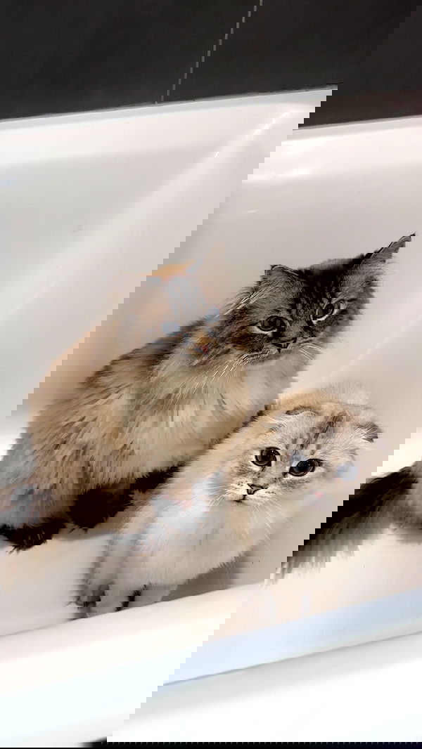 tiffanobi tiffanobi archive image