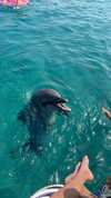 tohar.harosh Altpins Profile Picture