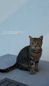 tooonytoony Altpins Profile Picture