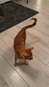 tooonytoony Altpins Profile Picture