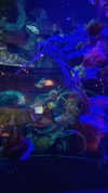 topaz_bn Altpins Profile Picture