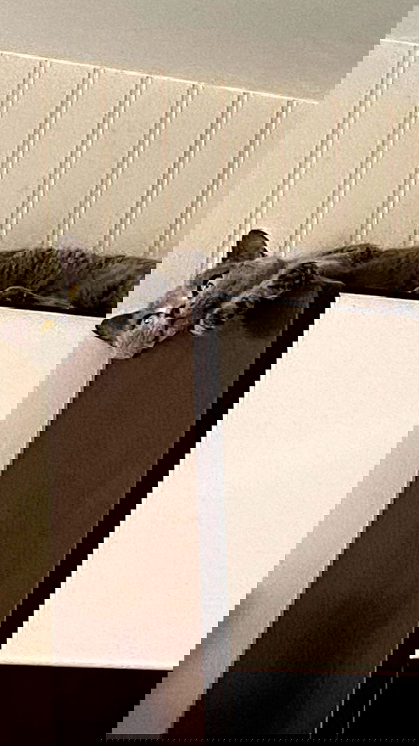 toriawashere image ~ Altpins