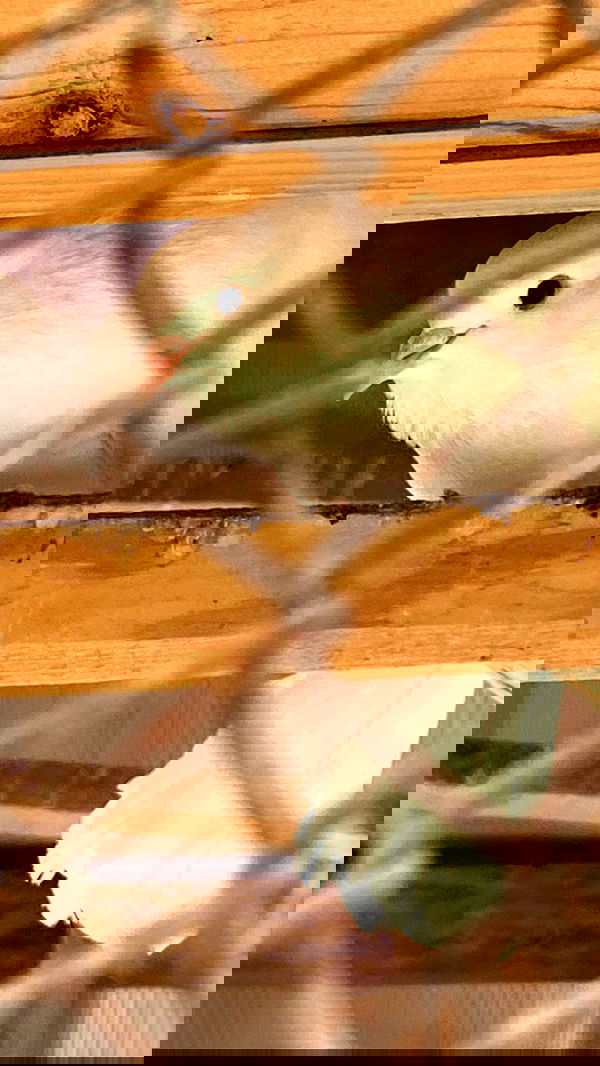 toriawashere image ~ Altpins