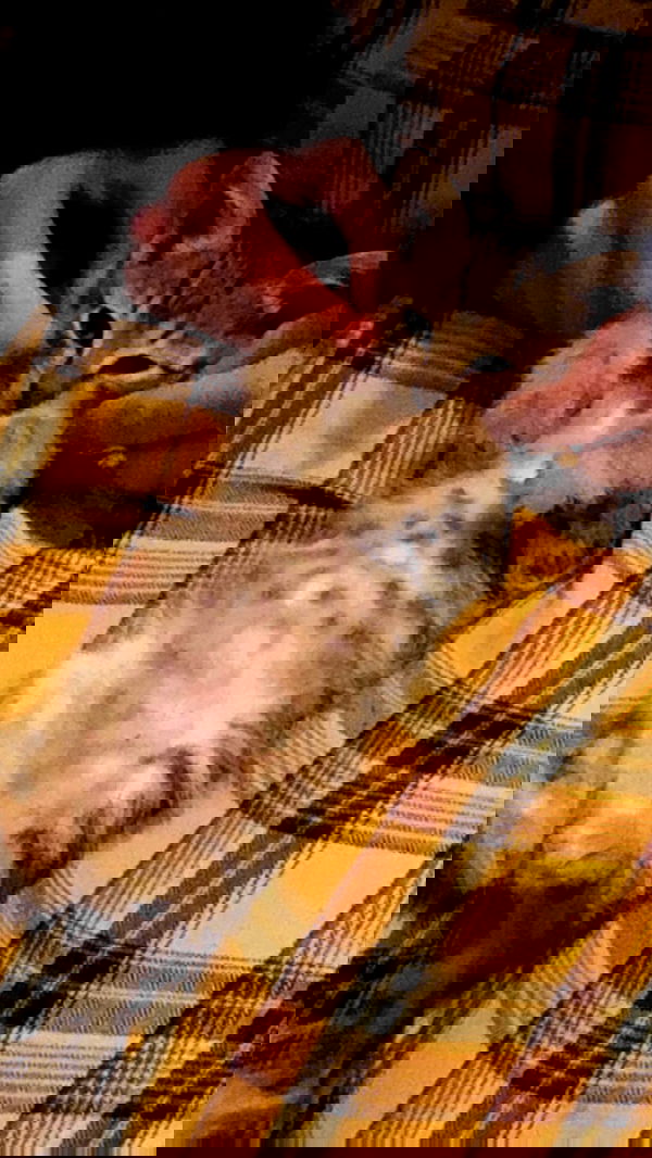 toriawashere image ~ Altpins