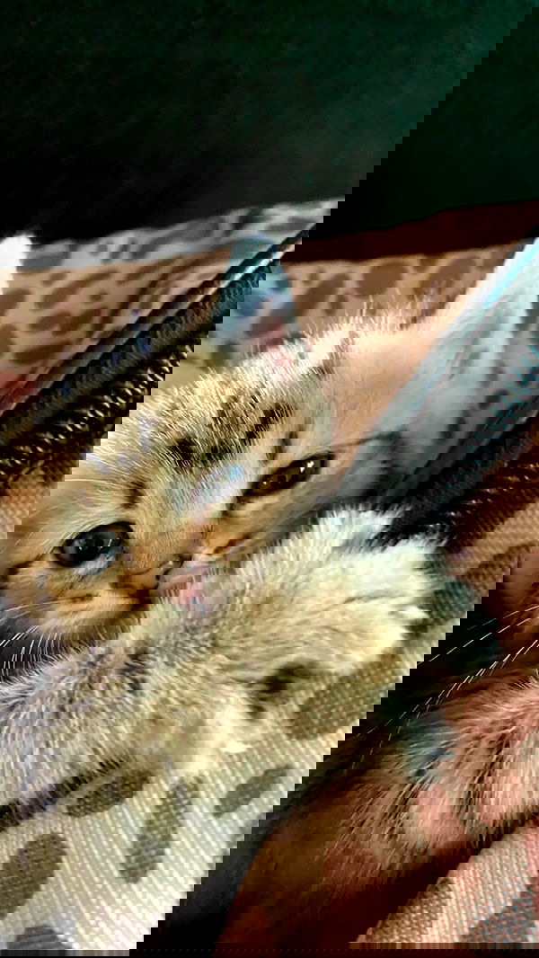 toriawashere image ~ Altpins