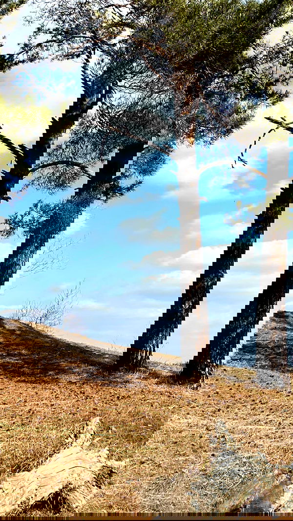 toriawashere image ~ Altpins