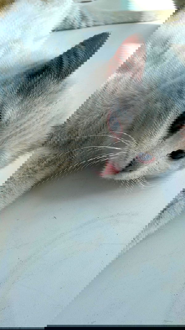 toriawashere image ~ Altpins