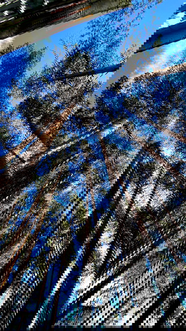 toriawashere image ~ Altpins