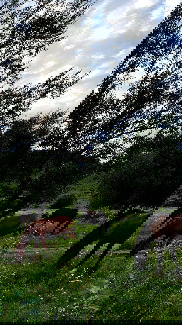 toriawashere image ~ Altpins